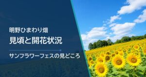【2026年】明野ひまわり畑の見頃はいつ?開花状況・サンフラワーフェス・駐車場情報
