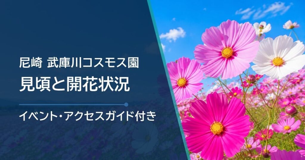 尼崎・武庫川コスモス園の開花状況はどこで確認？例年の見頃と駐車場の調べ方