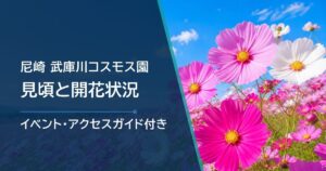 尼崎・武庫川コスモス園の開花状況はどこで確認?例年の見頃と駐車場の調べ方