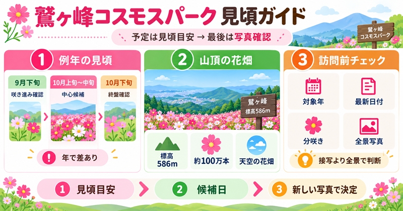 鷲ヶ峰コスモスパークは例年9月末〜10月中旬が見頃の目安