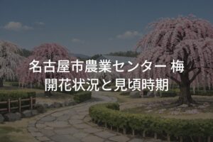 【2026年】名古屋市農業センター 梅の開花状況と見頃時期