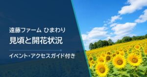 【2026年】遠藤ファームのひまわりの見頃はいつ？開花状況の確認方法も解説