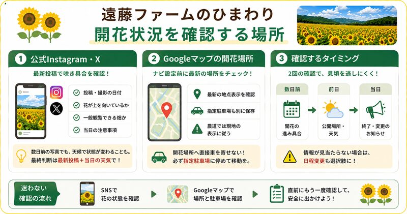 遠藤ファームのひまわり開花状況を確認する場所