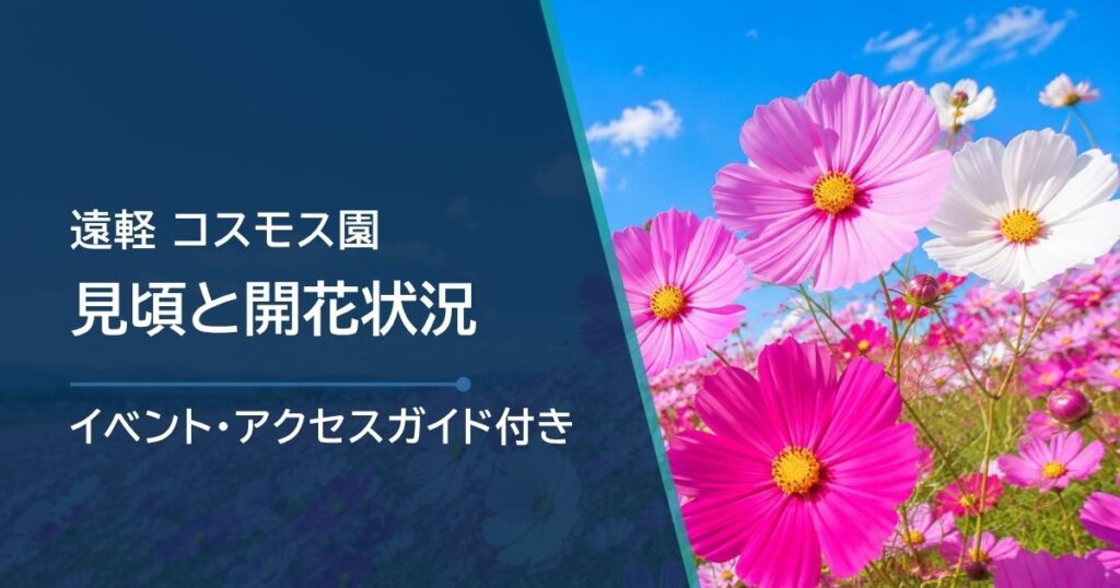 遠軽・太陽の丘えんがる公園 コスモス園の開花状況はどこで確認？例年の見頃・フェスタを紹介