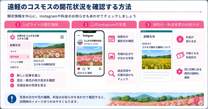 遠軽のコスモスの開花状況を確認する方法