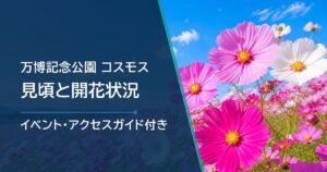 万博記念公園のコスモスの開花状況はどこで確認？見頃の目安と花の丘へのアクセス