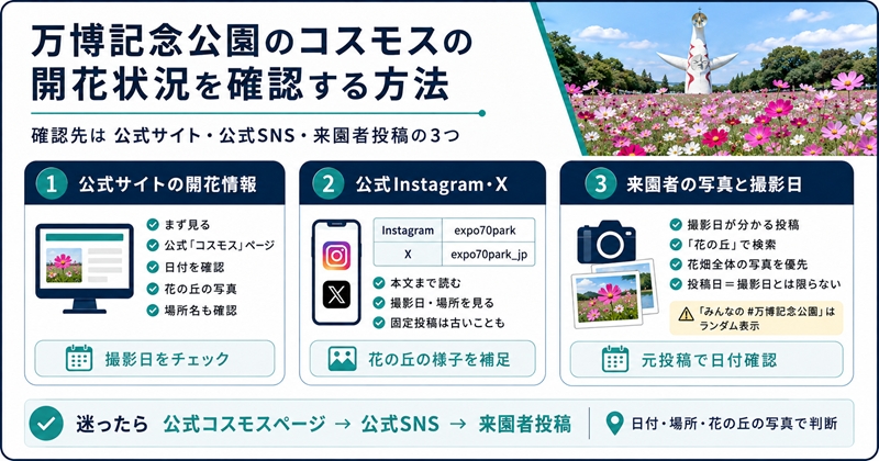 万博記念公園のコスモスの開花状況を確認する方法