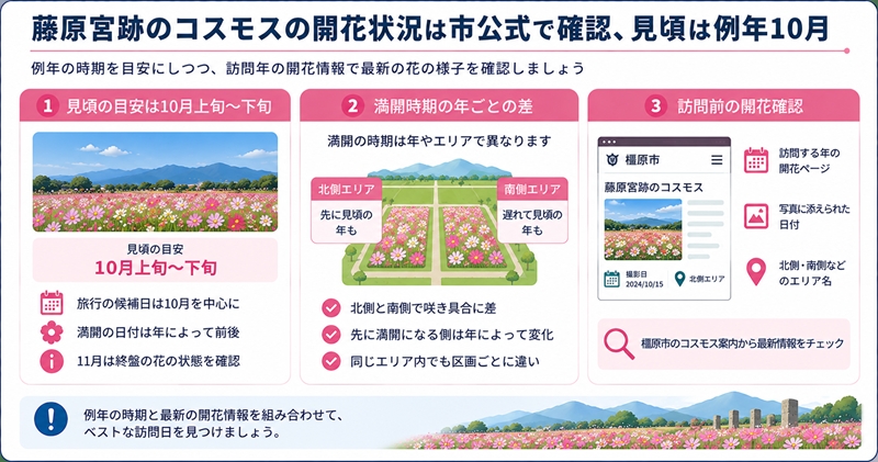 藤原宮跡のコスモスの開花状況は市公式で確認、見頃は例年10月