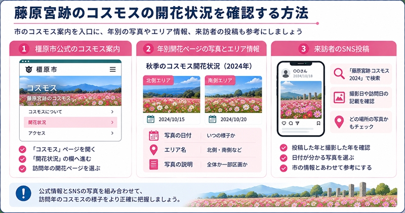 藤原宮跡のコスモスの開花状況を確認する方法