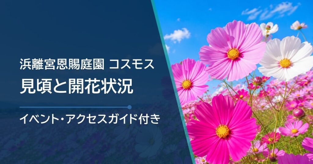 浜離宮恩賜庭園のコスモスの開花状況はどこで確認？品種別の見頃と花畑の場所を紹介