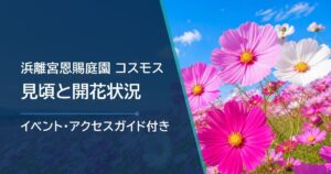 浜離宮恩賜庭園のコスモスの開花状況はどこで確認?品種別の見頃と花畑の場所を紹介