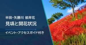 【2026年】半田・矢勝川の彼岸花の開花状況と見頃｜ごんの秋まつり・駐車場も