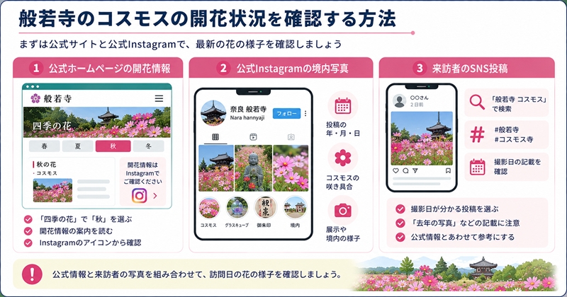般若寺のコスモスの開花状況を確認する方法