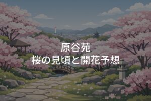 【2026年】原谷苑 桜の見頃はいつ？開花予想と満開時期