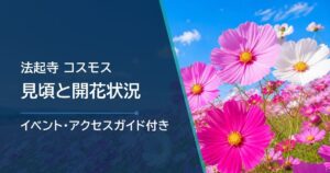 法起寺のコスモスの開花状況はどこで確認?例年の見頃・花畑の場所・駐車場を紹介