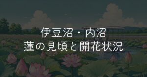 伊豆沼 ハスの見頃はいつ？開花状況と楽しみ方