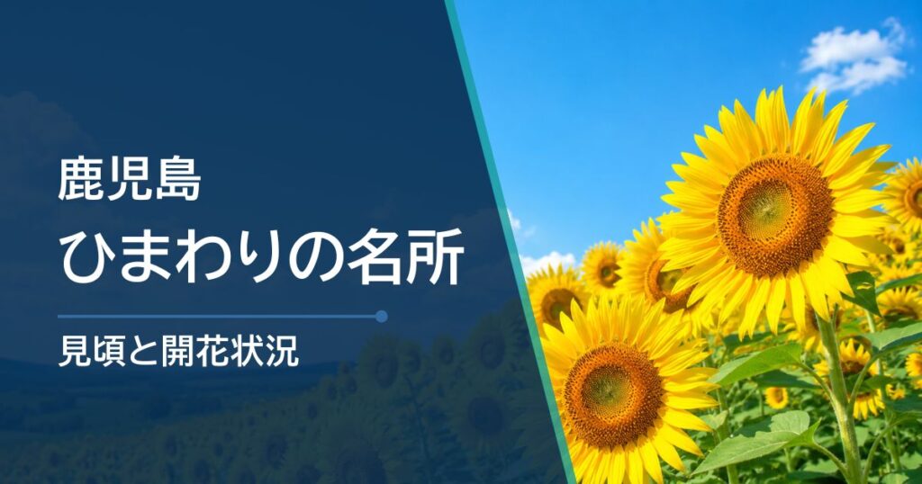 【2026年】鹿児島ひまわりの開花状況と見頃時期を紹介！
