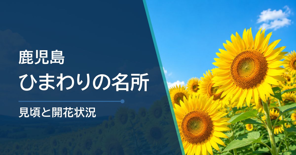 【2026年】鹿児島ひまわりの開花状況と見頃時期を紹介!
