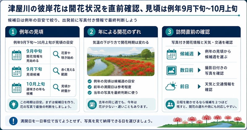 結論:津屋川の彼岸花は開花状況を直前確認、見頃は例年9月下旬〜10月上旬