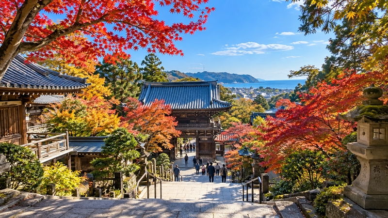 鎌倉の紅葉シーズンの見頃時期はいつからいつまで？