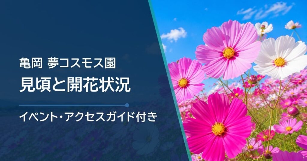 亀岡・夢コスモス園の開花状況はどこで確認？例年の見頃と開園情報の調べ方