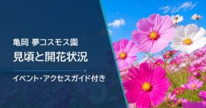 亀岡・夢コスモス園の開花状況はどこで確認?例年の見頃と開園情報の調べ方