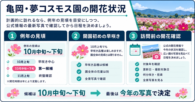 亀岡・夢コスモス園の開花状況は公式情報で確認し、見頃は例年10月中旬〜下旬が目安