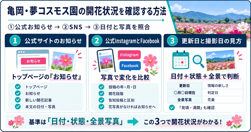 亀岡・夢コスモス園の開花状況を確認する方法