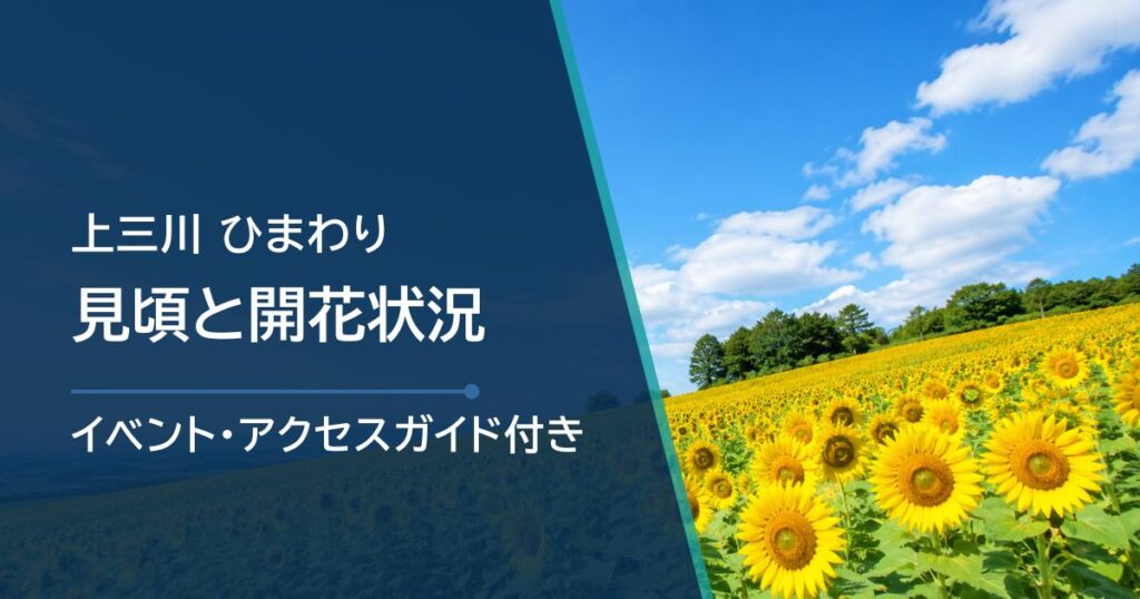 【2026年】上三川ひまわりの見頃はいつ？開花状況とサンフラワー祭り