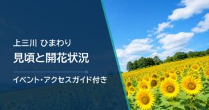 【2026年】上三川ひまわりの見頃はいつ？開花状況とサンフラワー祭り