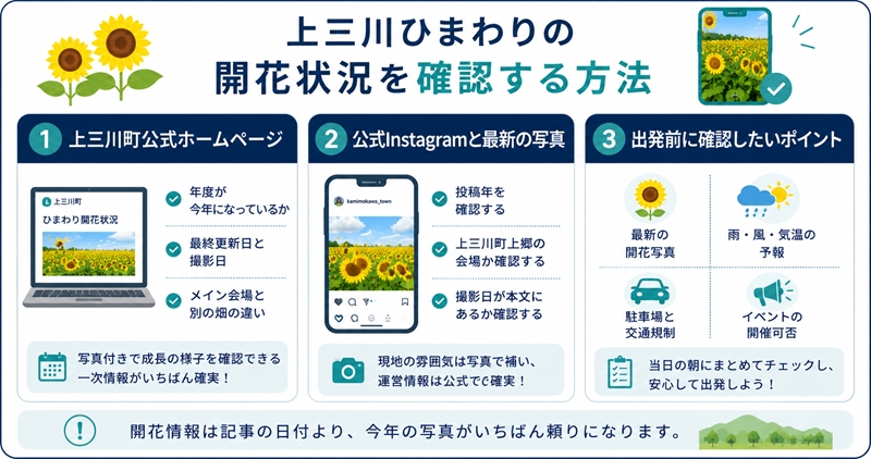 上三川ひまわりの開花状況を確認する方法