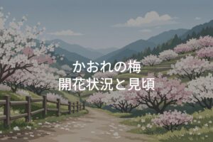 かおれの梅 開花状況！見頃と川売の梅花まつり
