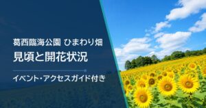 【2026年】葛西臨海公園のひまわりの見頃はいつ？開花状況の確認方法も解説