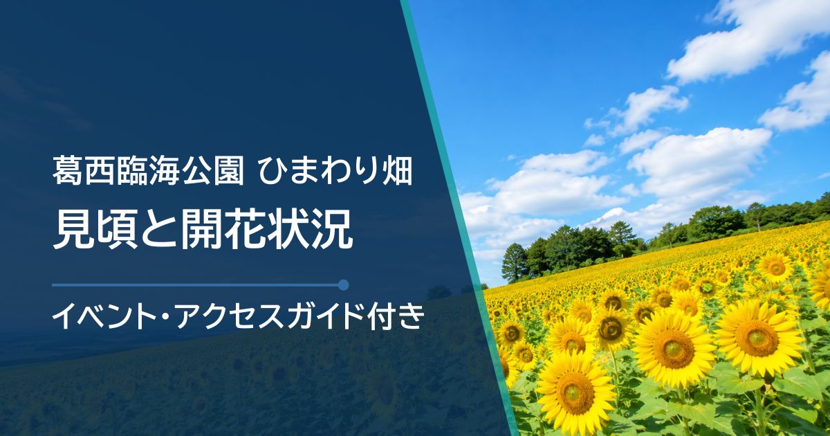 【2026年】葛西臨海公園のひまわりの見頃はいつ？開花状況の確認方法も解説