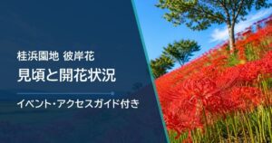 桂浜園地の彼岸花の開花状況は?見頃と確認方法・アクセスを解説