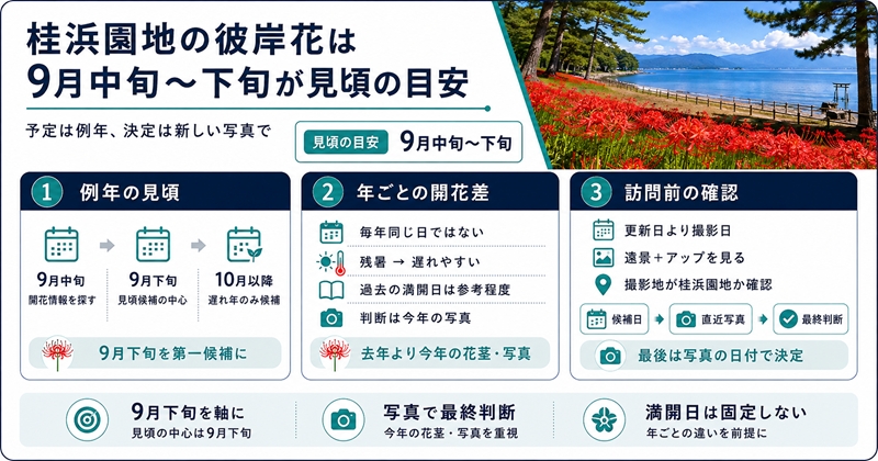 桂浜園地の彼岸花は9月中旬〜下旬を見頃の目安に開花状況を確認