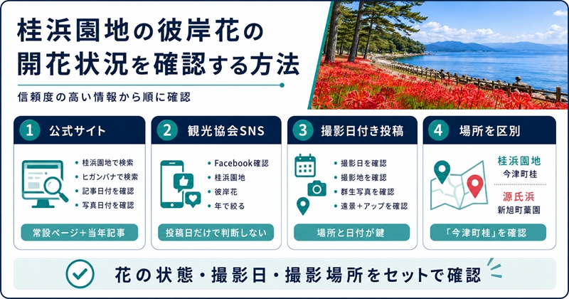 桂浜園地の彼岸花の開花状況を確認する方法