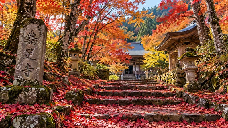 鶏足寺の紅葉シーズンの見頃時期はいつからいつまで?