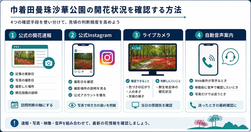 巾着田曼珠沙華公園の開花状況を確認する方法