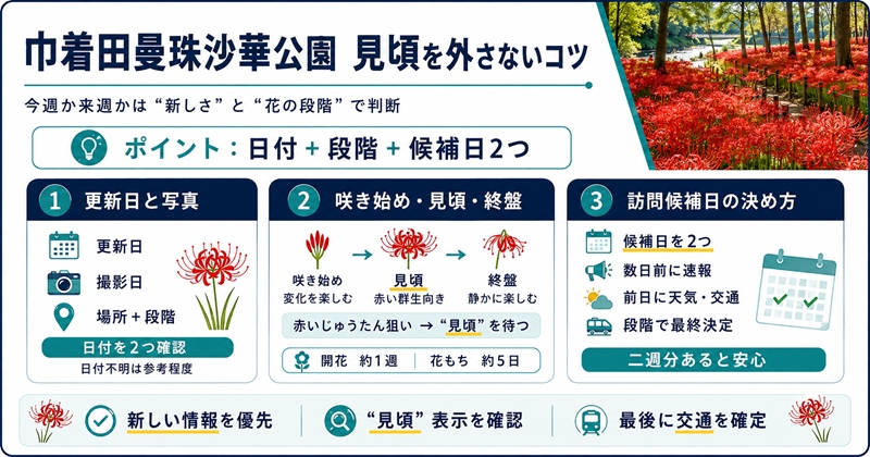巾着田曼珠沙華公園の見頃を外さない判断のコツ