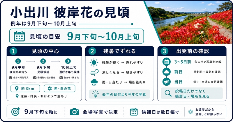 小出川の彼岸花は9月下旬〜10月上旬が見頃の目安