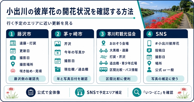 小出川の彼岸花の開花状況を確認する方法
