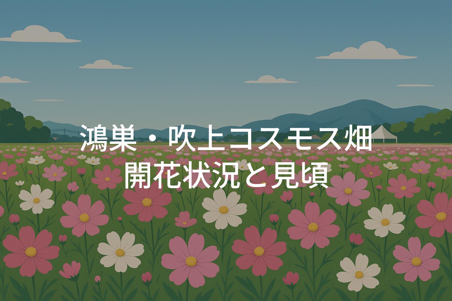 【2025年】鴻巣・吹上コスモス畑の開花状況と見頃時期
