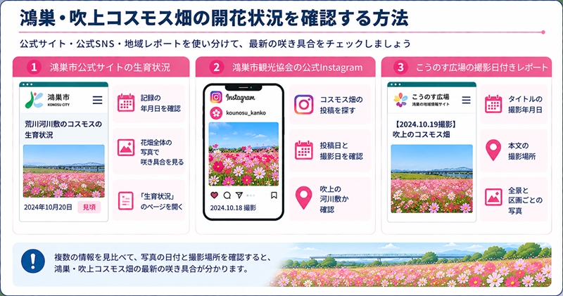 鴻巣・吹上コスモス畑の開花状況を確認する方法