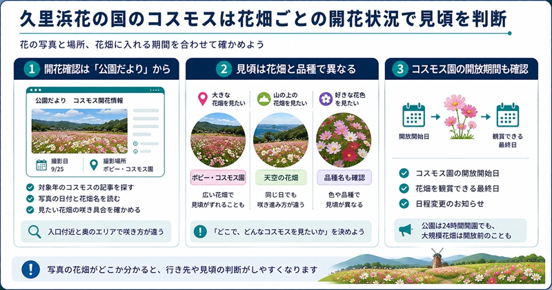 久里浜花の国のコスモスは花畑ごとの開花状況で見頃を判断