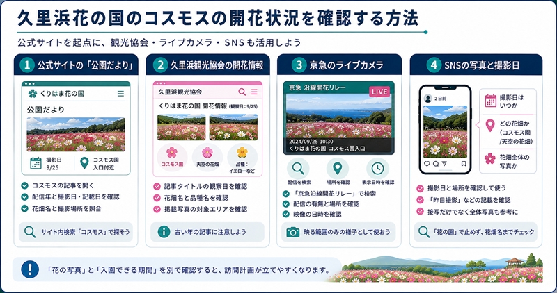 久里浜花の国のコスモスの開花状況を確認する方法