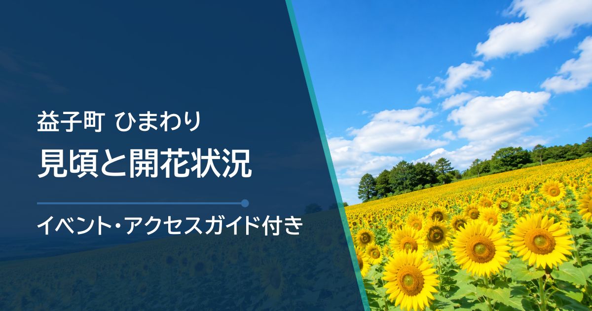 【2026年】益子町ひまわりの開花状況は?見頃と祭りの日程を解説