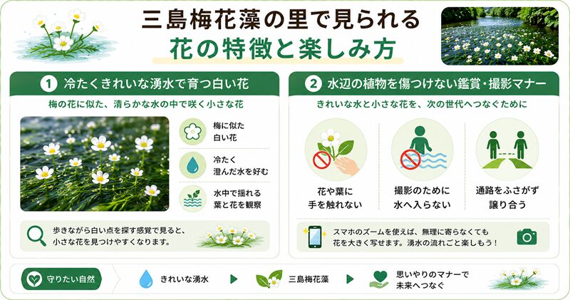 三島梅花藻の里で見られる花の特徴と楽しみ方