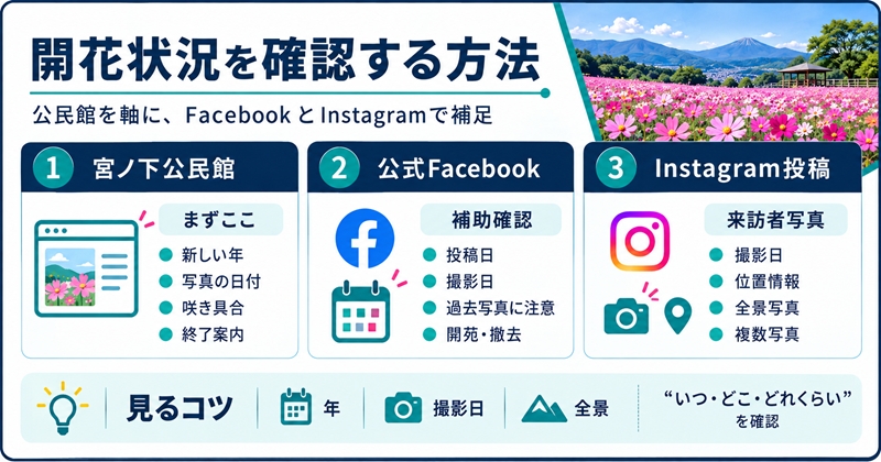 宮ノ下コスモス広苑の開花状況を確認する方法