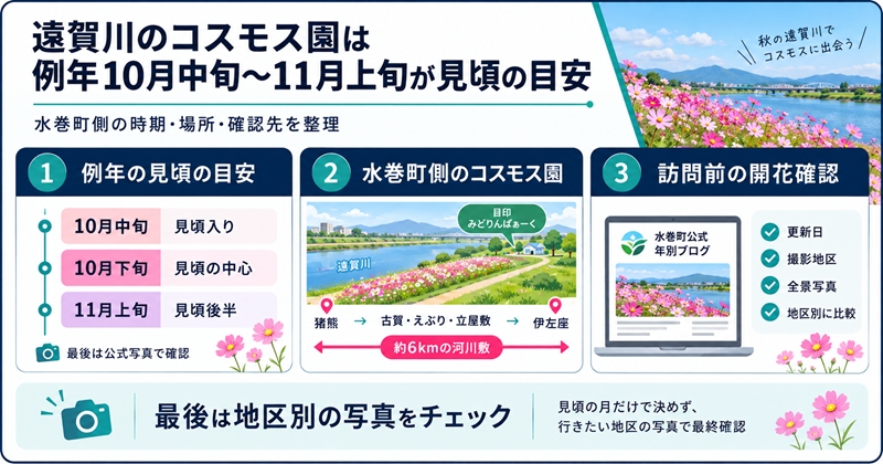 遠賀川のコスモス園は例年10月中旬〜11月上旬が見頃の目安